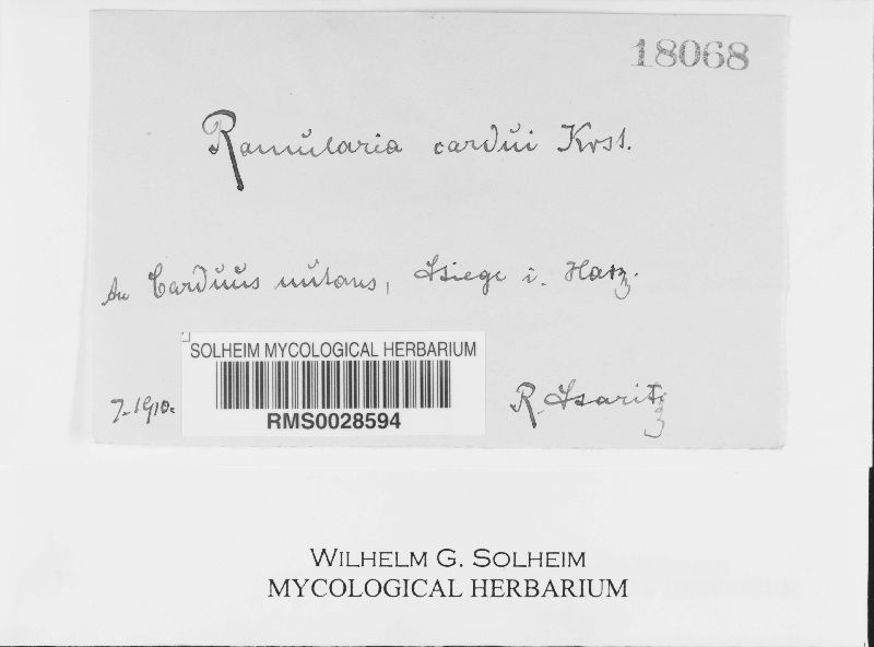 Ramularia cardui image