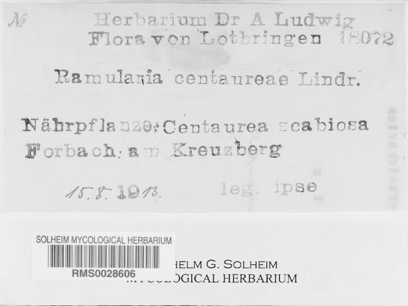 Ramularia centaureae image