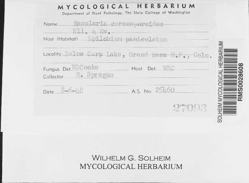 Ramularia cercosporoides image