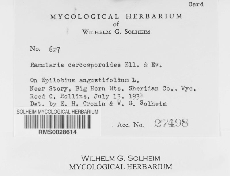 Ramularia cercosporoides image