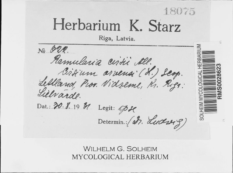 Ramularia cirsii image