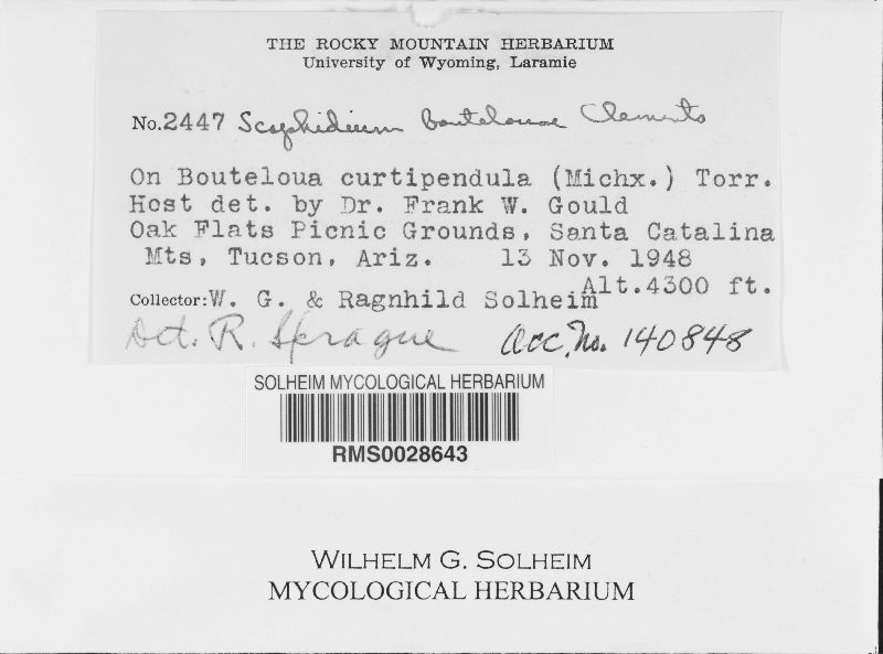 Scaphidium boutelouae image
