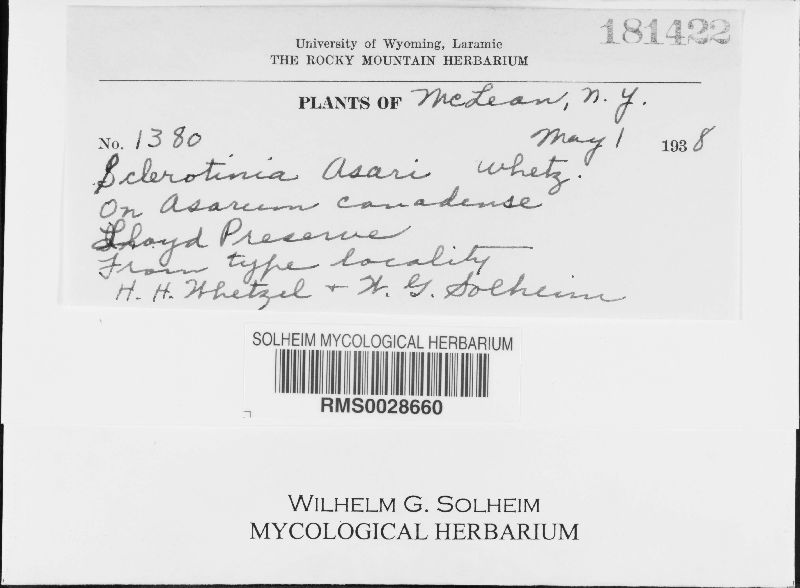 Sclerotinia asari image
