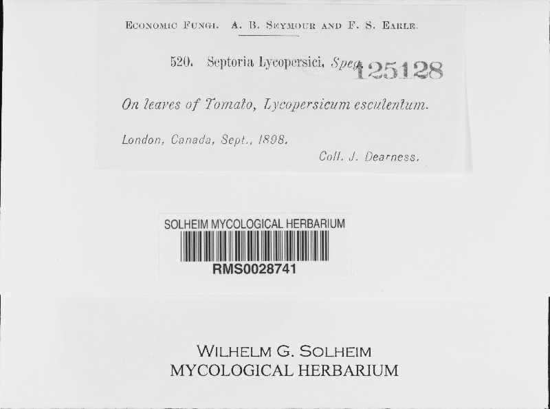 Septoria lycopersici image