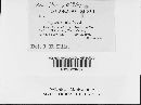 Mycosphaerella rubi image