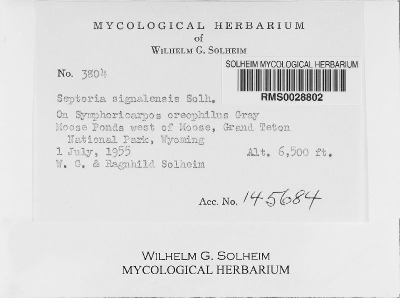 Septoria signalensis image