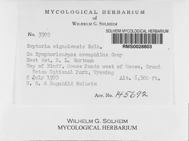 Septoria signalensis image