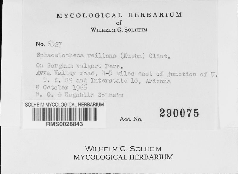Sphacelotheca reiliana image