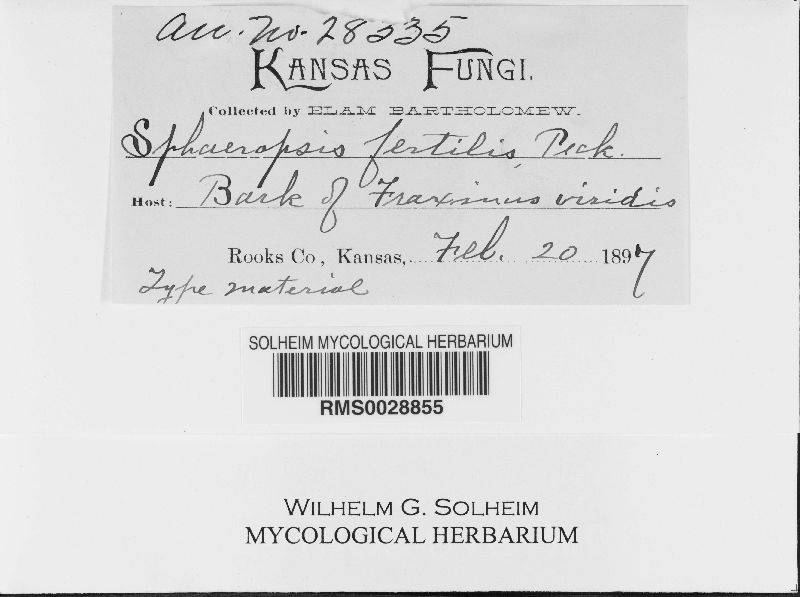 Sphaeropsis fertilis image