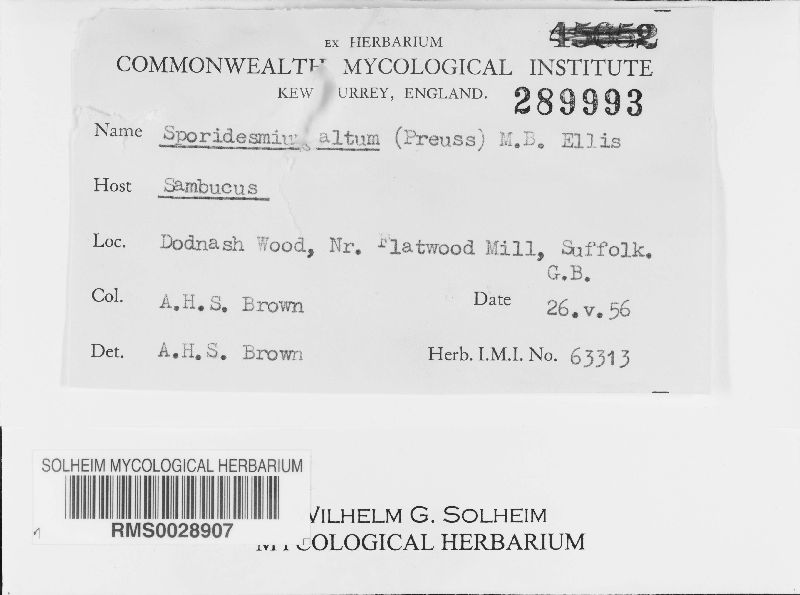 Sporidesmium altum image