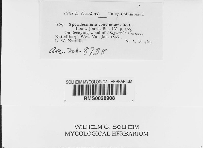 Berkleasmium concinnum image