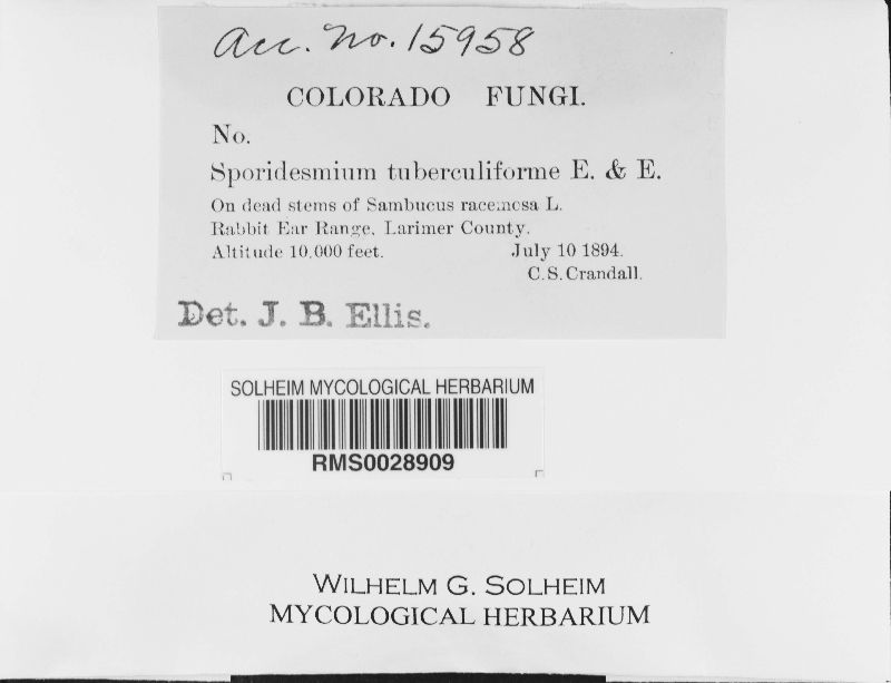 Sporidesmium tuberculiforme image