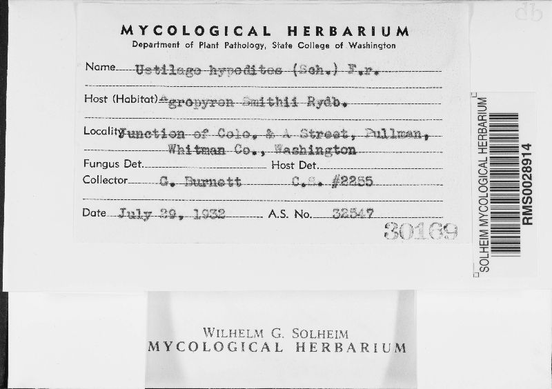 Tranzscheliella hypodytes image