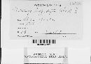 Tranzscheliella hypodytes image