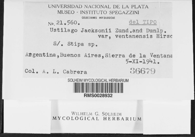 Ustilago jacksonii image