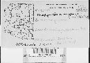 Uropyxis amorphae image