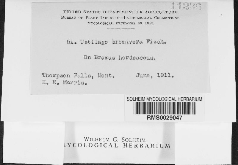 Ustilago bullata image