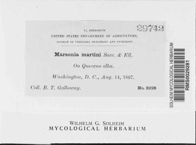 Marssonia martini image