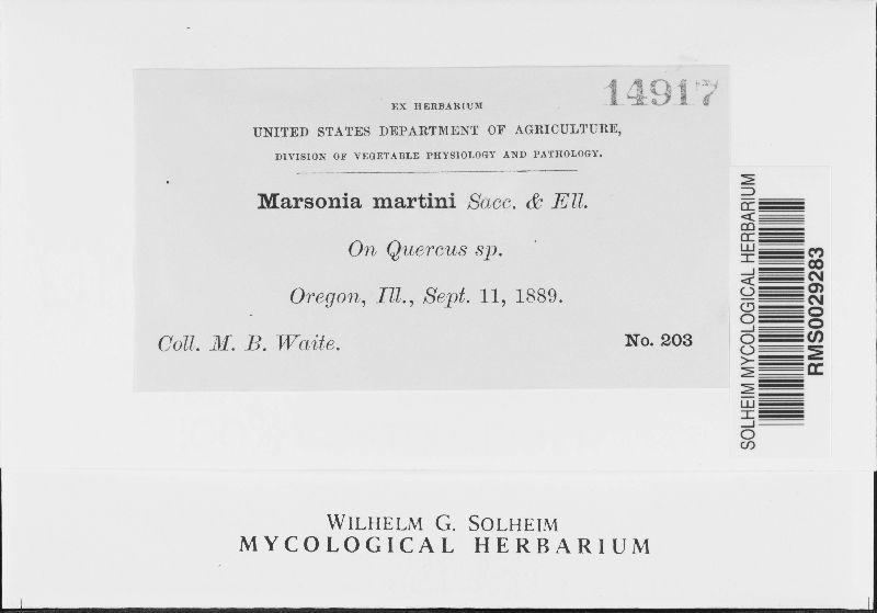 Marssonia martini image