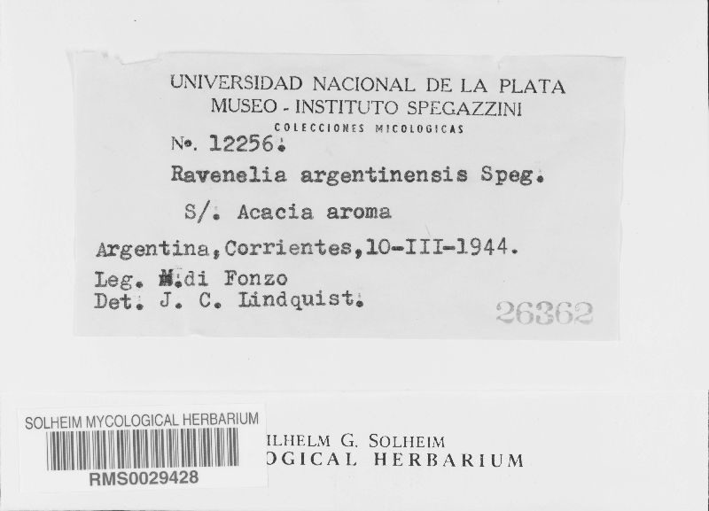 Ravenelia argentinensis image