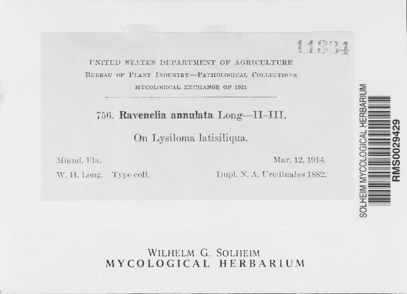 Ravenelia annulata image