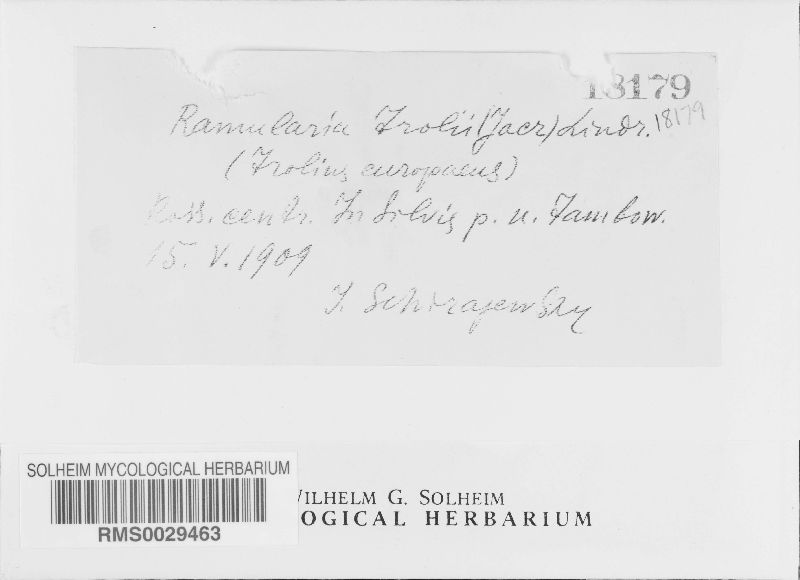 Ramularia trollii image