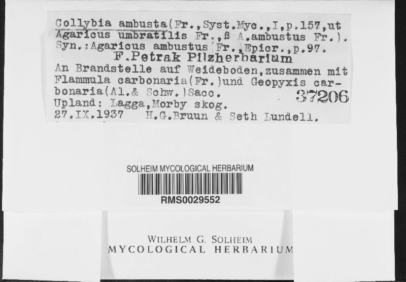 Tephrocybe ambusta image