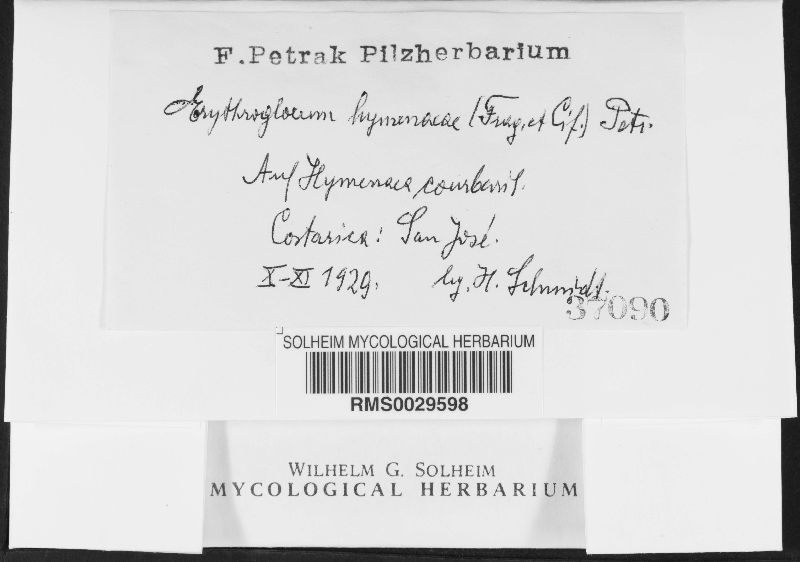 Erythrogloeum hymenaeae image