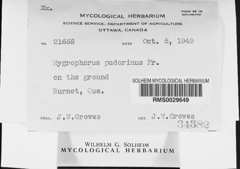 Hygrophorus pudarinus image