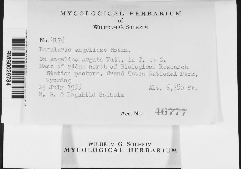 Ramularia angelicae image