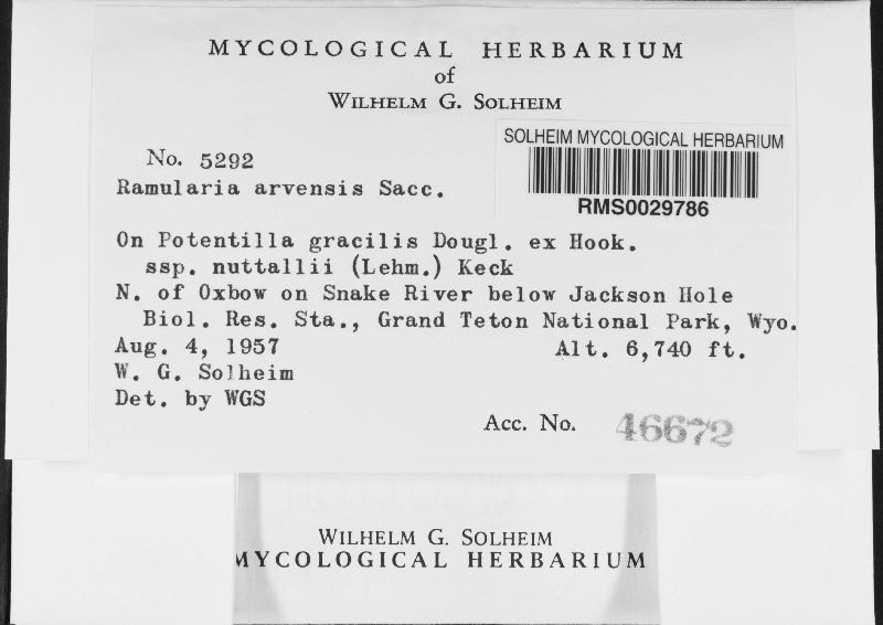 Ramularia arvensis image