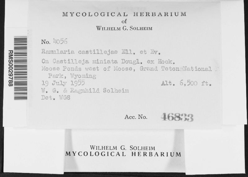 Ramularia castillejae image