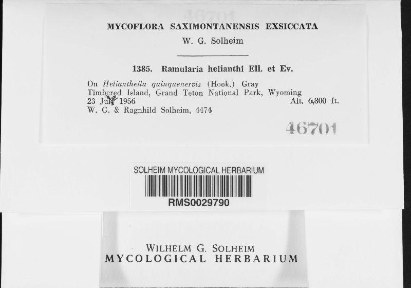 Ramularia helianthi image