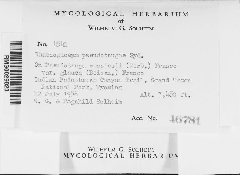 Rhabdogloeum pseudotsugae image