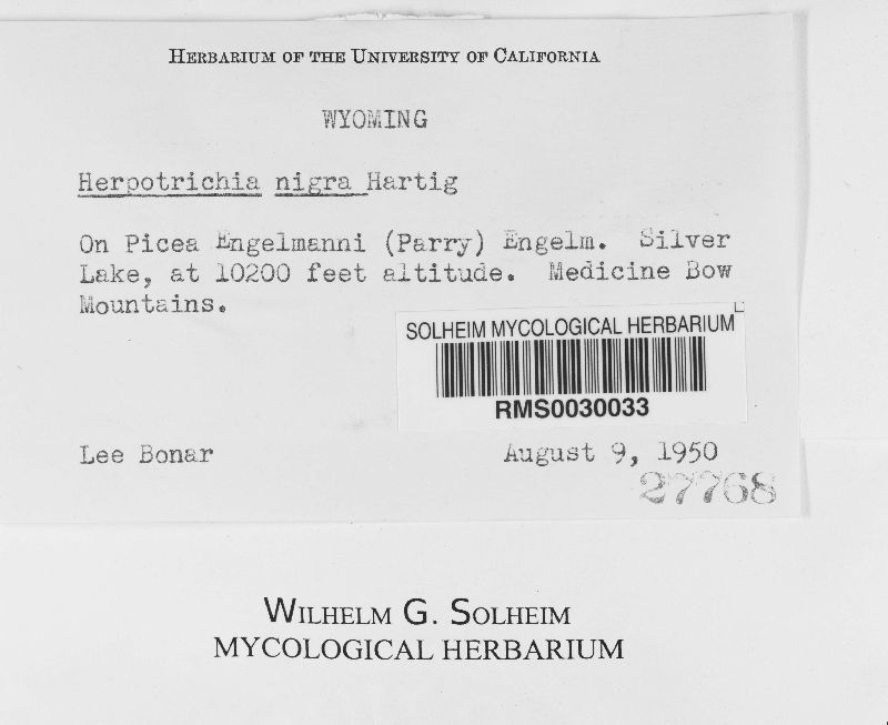 Herpotrichia nigra image