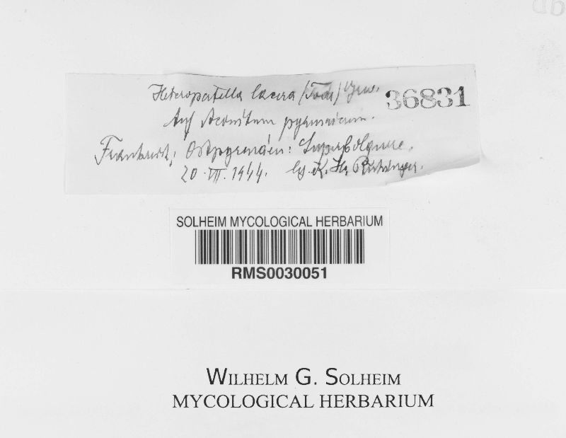 Heteropatella lacera image