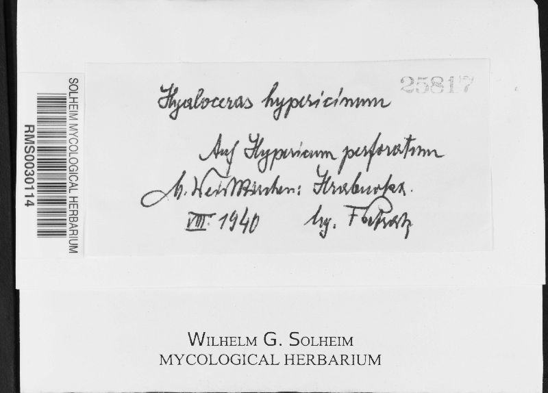 Seimatosporium hypericinum image