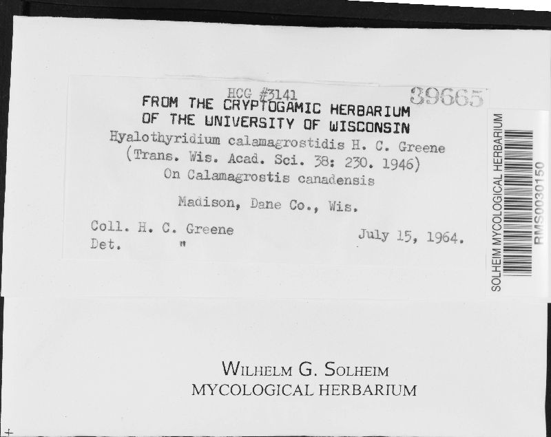 Hyalothyridium calamagrostidis image