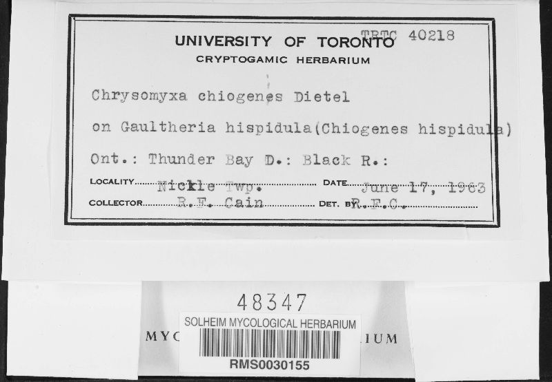 Chrysomyxa chiogenis image
