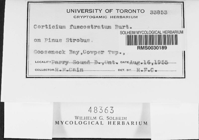 Leptosporomyces fuscostratus image