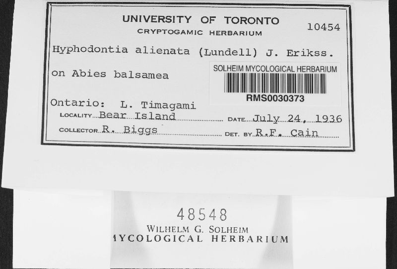 Hyphodontia alienata image