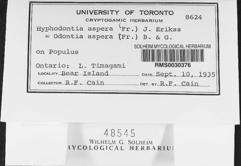 Hyphodontia aspera image