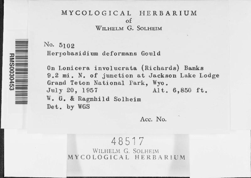 Herpobasidium deformans image
