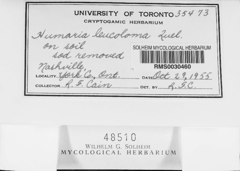 Humaria leucoloma image