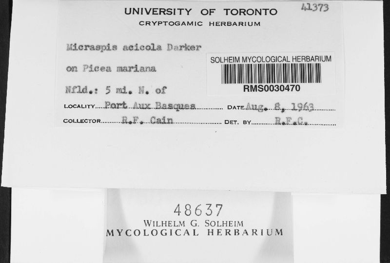 Micraspis acicola image