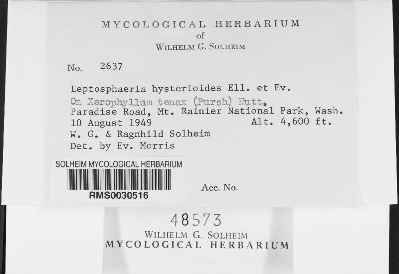 Leptosphaeria hysterioides image