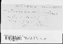 Puccinia convolvuli image