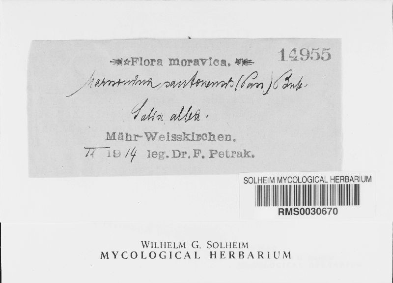 Marssonina santonensis image