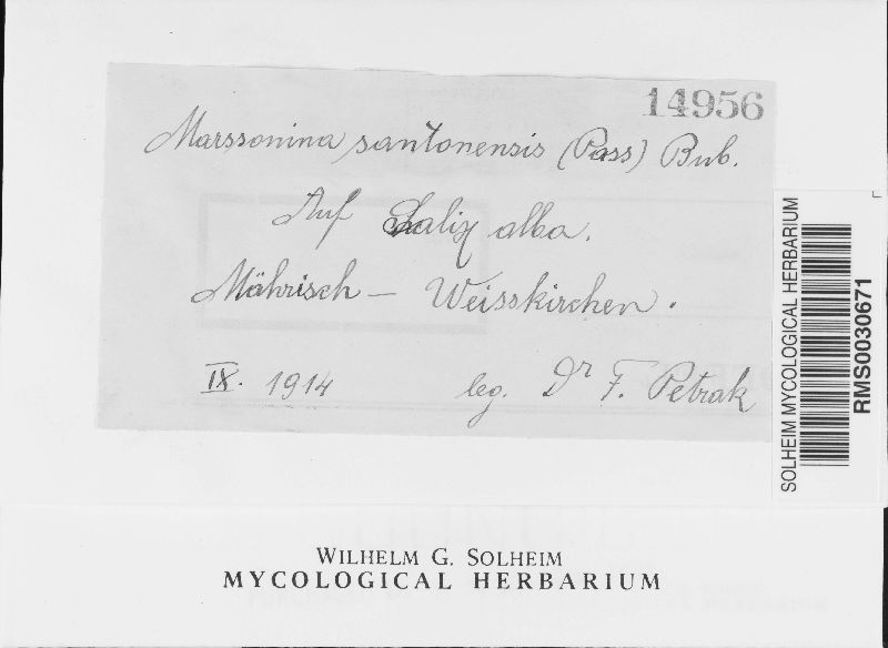 Marssonina santonensis image