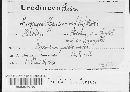 Melampsora hypericorum image